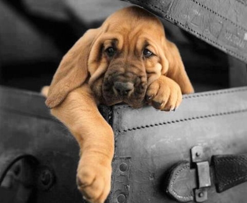 Bloodhound Puppy — Brown, Calm