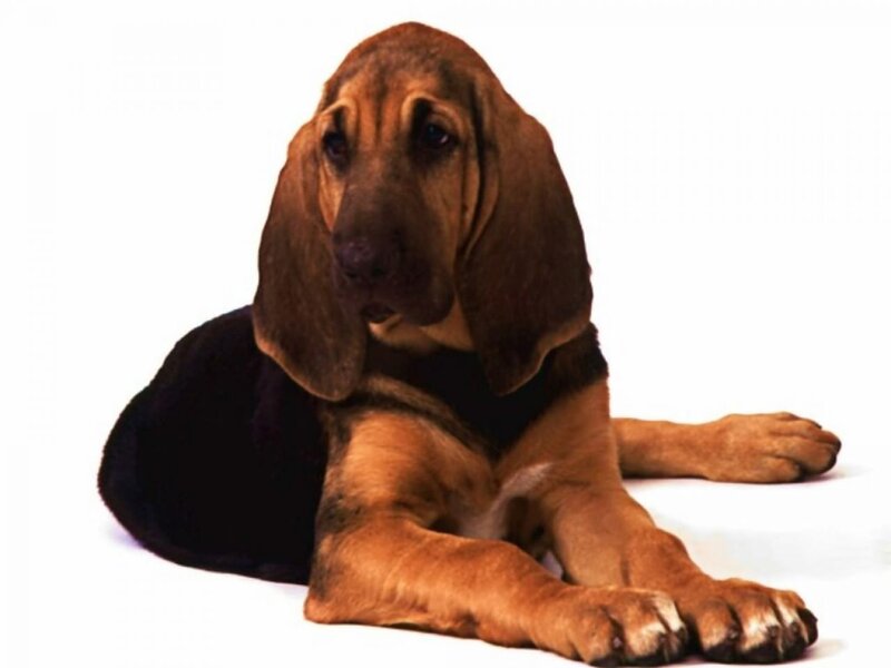 Bloodhound Puppy — Brown