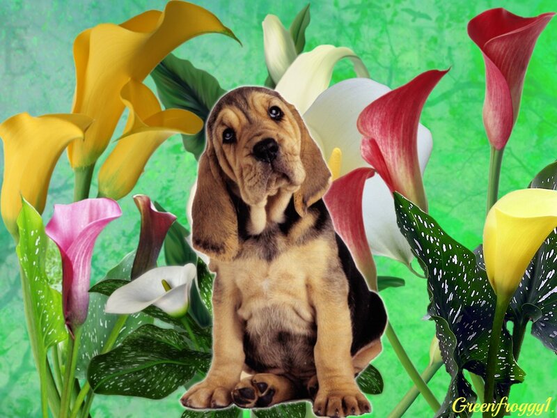 Bloodhound Puppy — Green