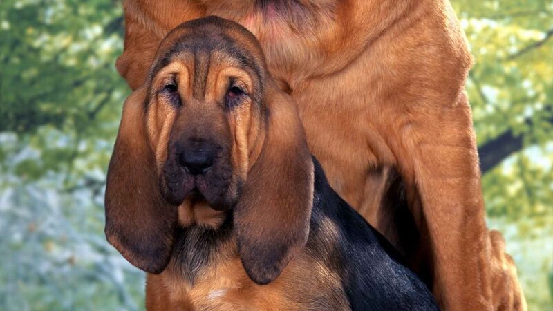 bloodhound puppy portrait