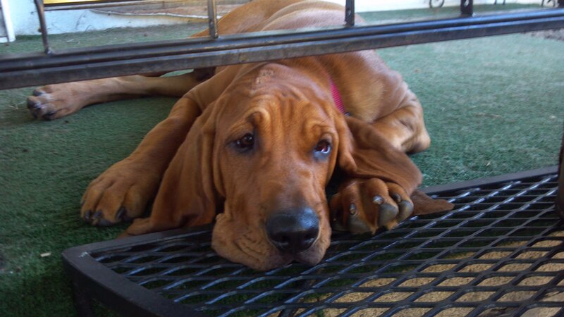 Bloodhound Puppy Resting
