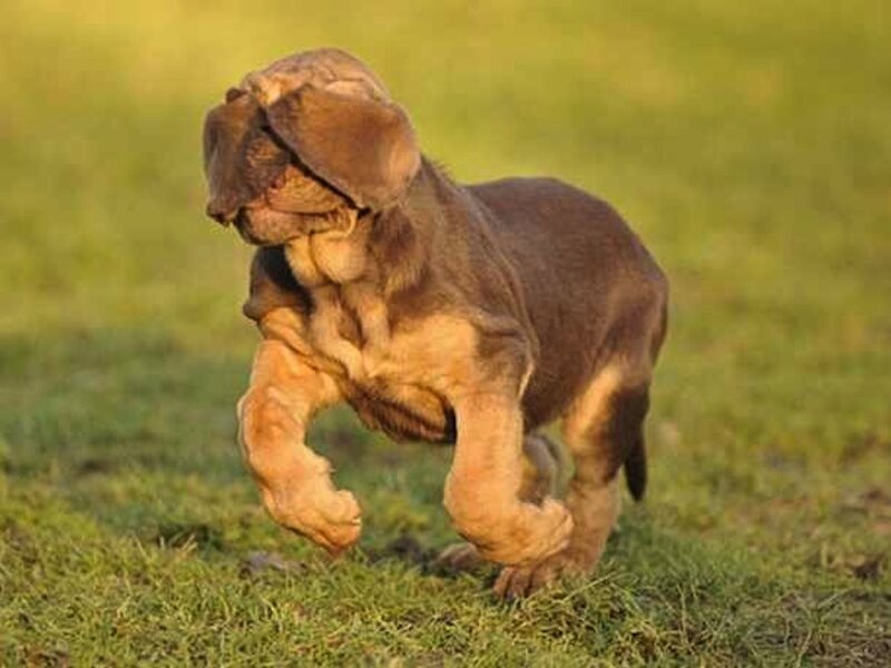 Bloodhound Puppy Running
