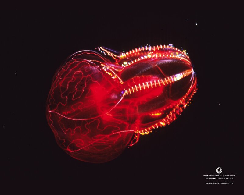 Bloodybelly comb jelly