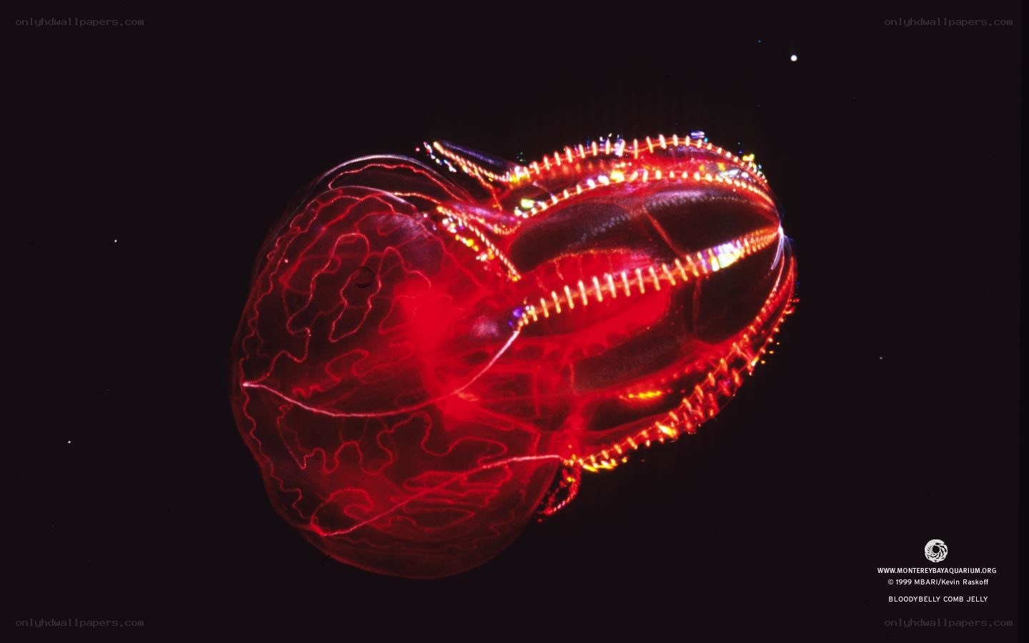 Bloodybelly comb jelly