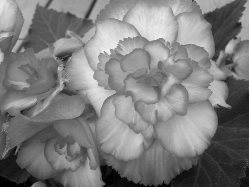 Bloomed Begonia Flowers