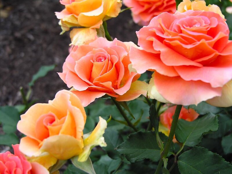 Bloomed Roses