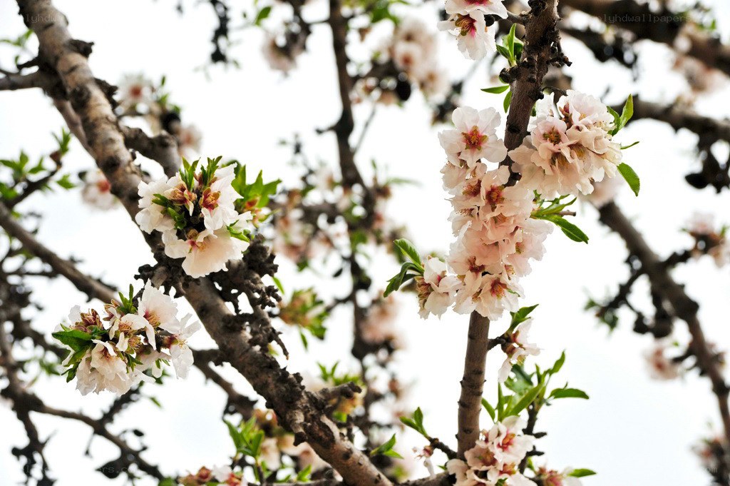 blooming almond tree branches
