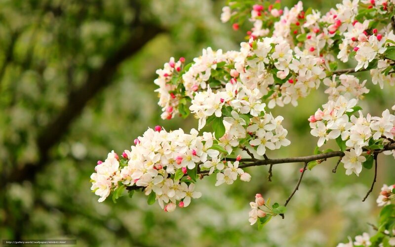 Blooming apple blossoms