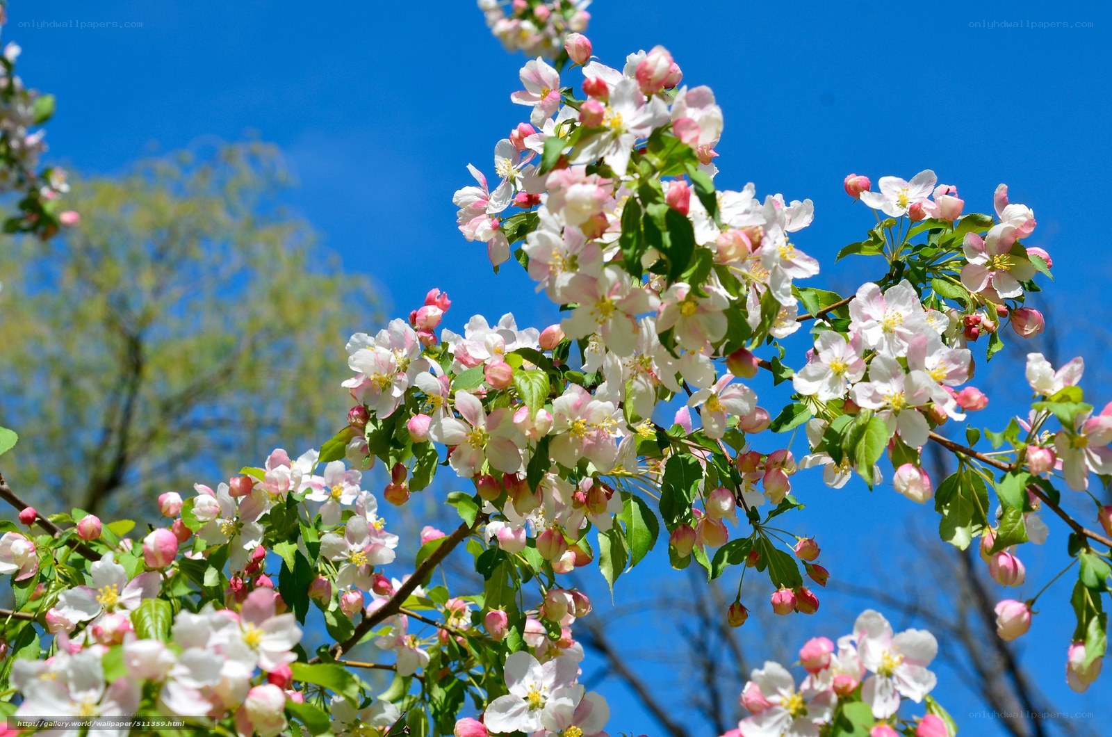 Blooming apple blossoms against blue sky
