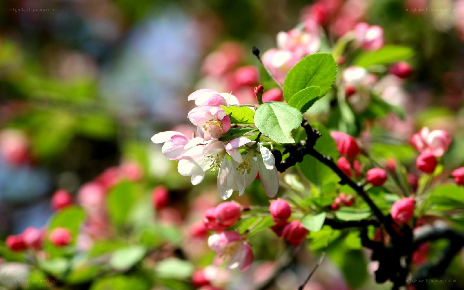 Blooming apple blossoms in spring