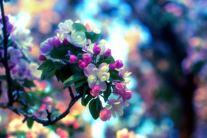 Blooming Apple Blossoms — Pink