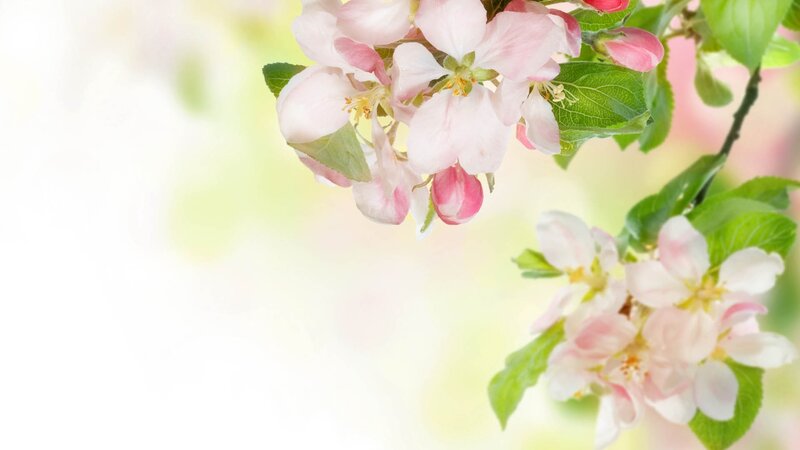 blooming apple blossoms