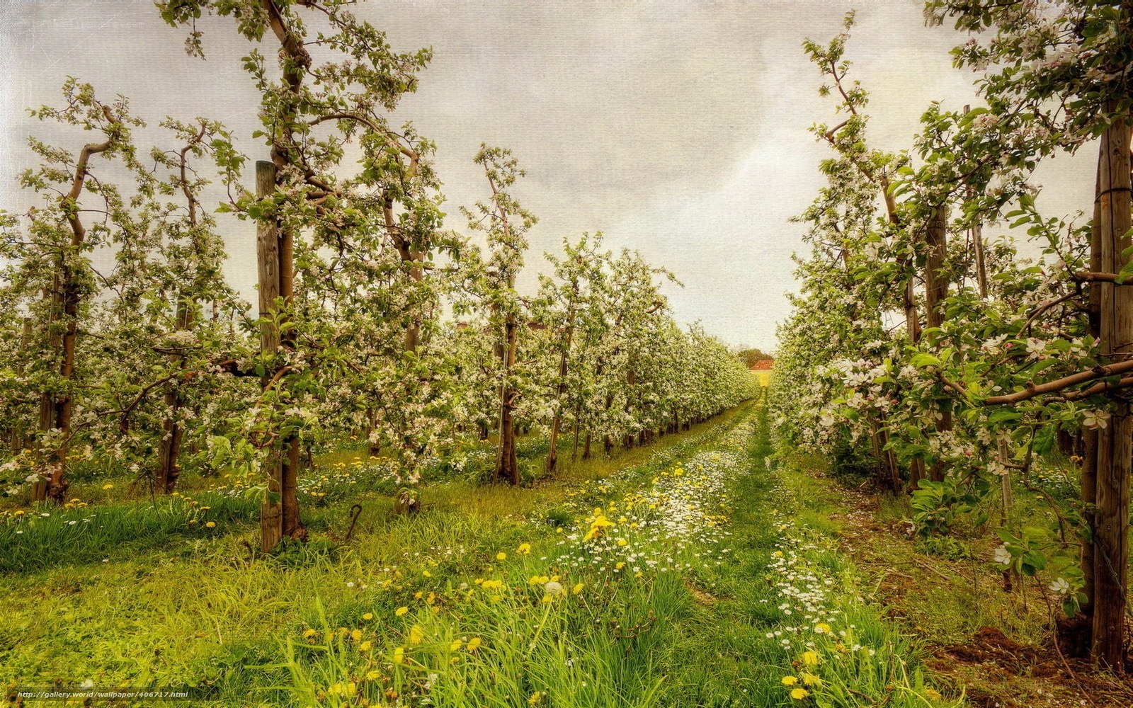 Blooming apple orchard path