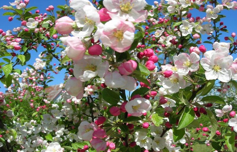 Blooming apple tree in spring