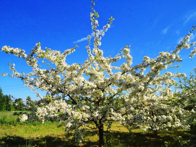 Blooming Apple Tree