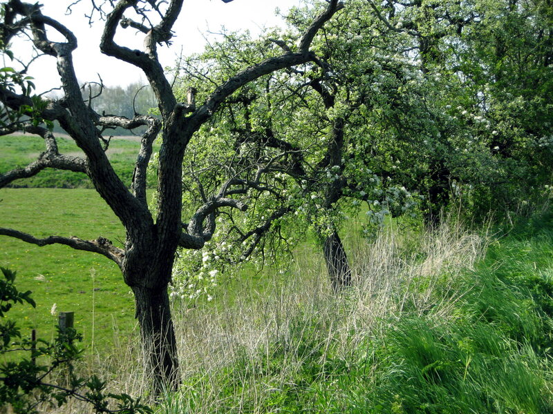 Blooming Apple Trees