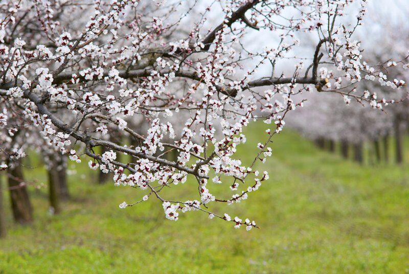 Blooming Apricot Tree