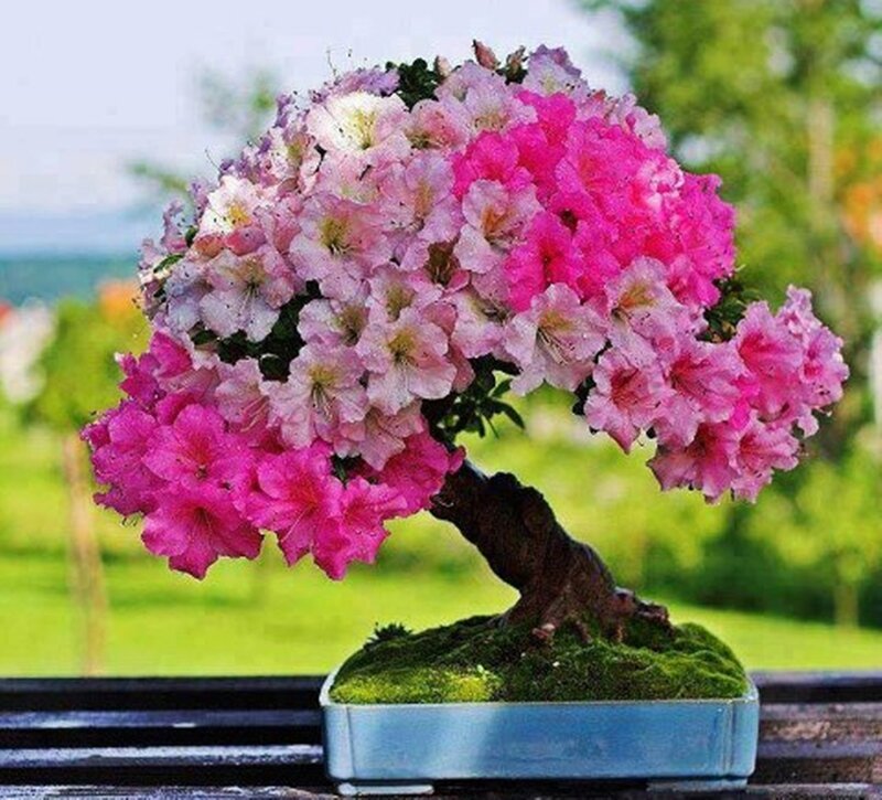 Blooming Azalea Bonsai — Pink, Serene