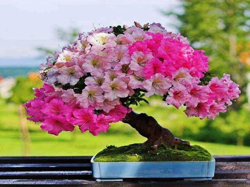Blooming Azalea Bonsai — Pink