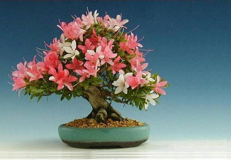 Blooming Azalea Bonsai