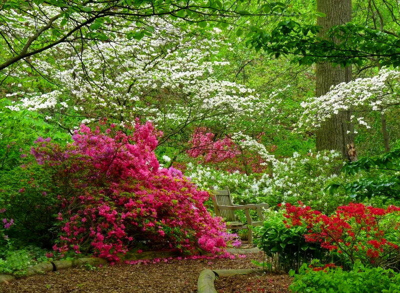 Blooming Azalea Bush — Pink, Serene