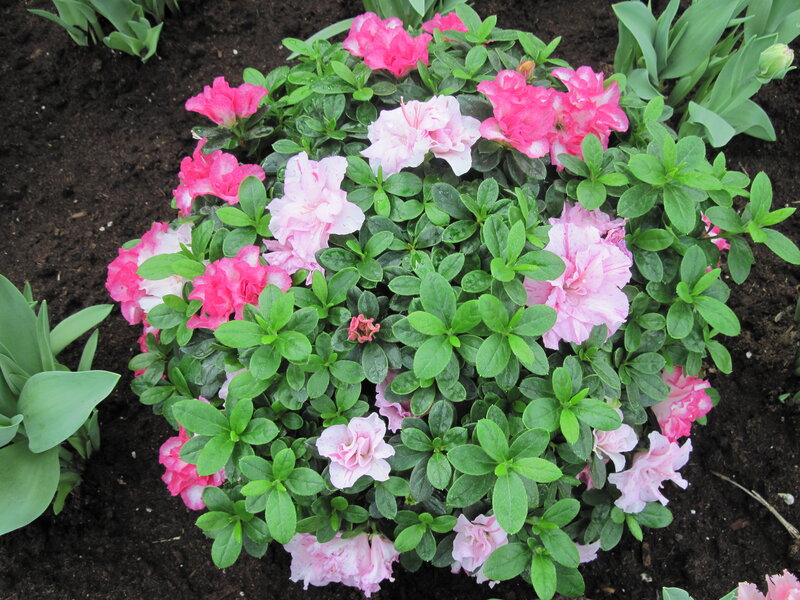Blooming Azalea Bush — Pink