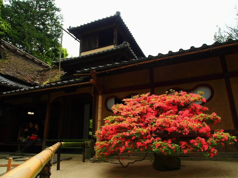 Blooming Azalea Bush — Red