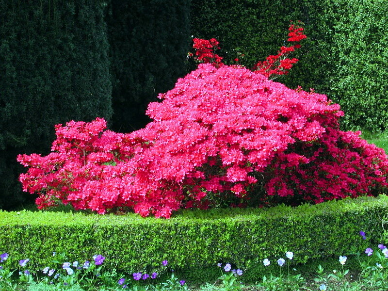 Blooming Azalea Bush