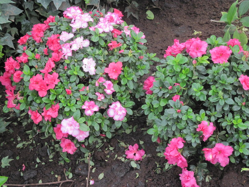 Blooming Azalea Bushes — Pink, Calm, Spring, Photograph