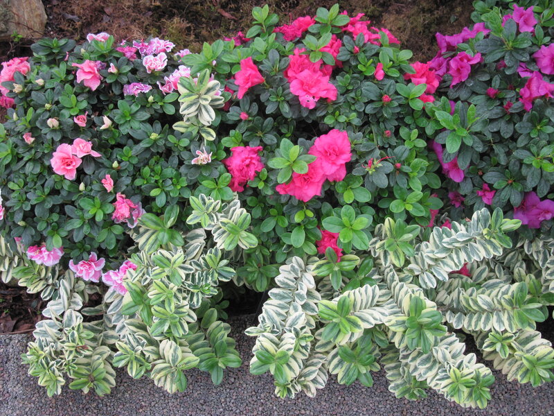 Blooming Azalea Bushes — Pink, Calm, Spring