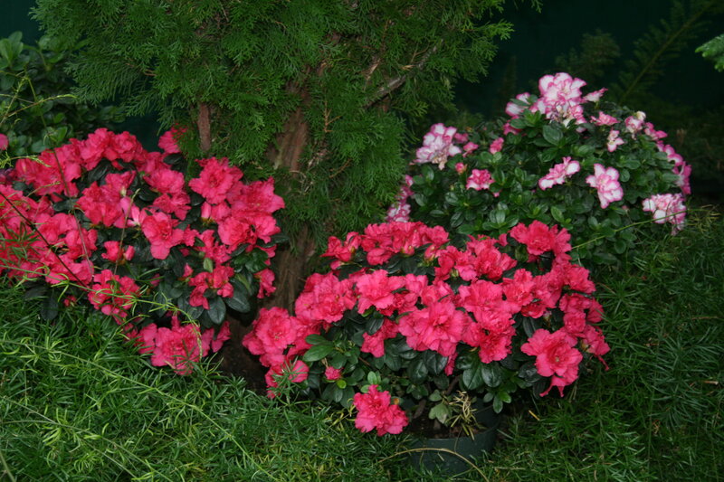 Blooming Azalea Bushes — Pink, Calm