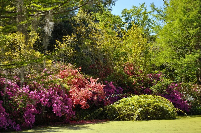 Blooming Azalea Bushes — Pink