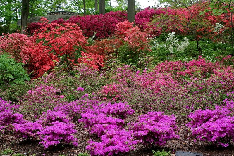 Blooming Azalea Bushes
