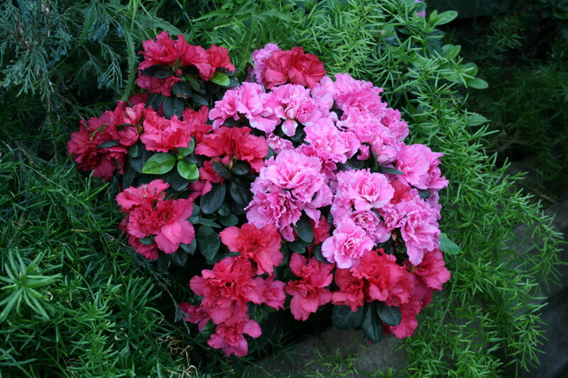 Blooming Azalea Flowers — Pink, Calm