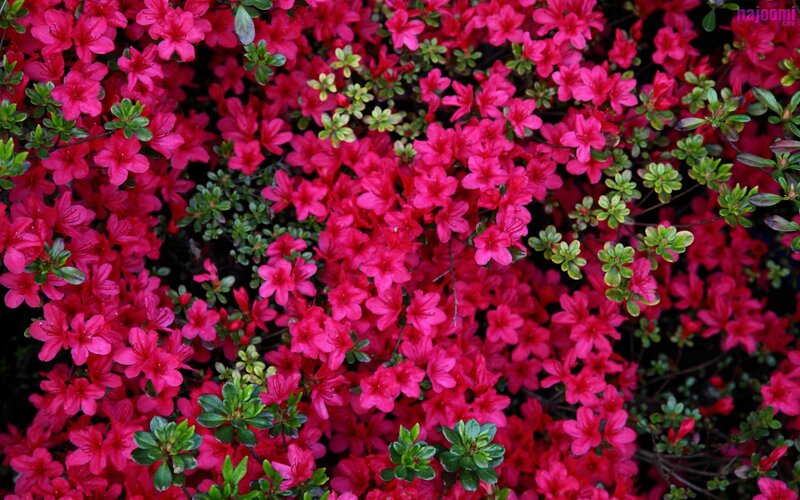 Blooming Azalea Flowers — Pink