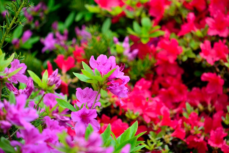 Blooming Azalea Flowers — Pink, Vibrant, Spring