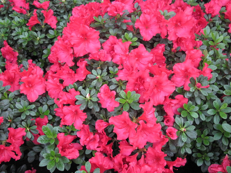 Blooming Azalea Flowers — Pink, Vibrant