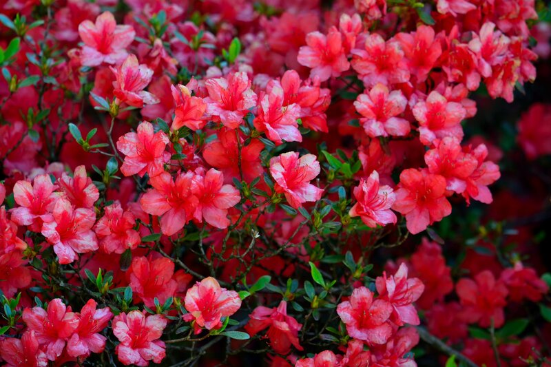 Blooming Azalea Flowers — Red, Vibrant
