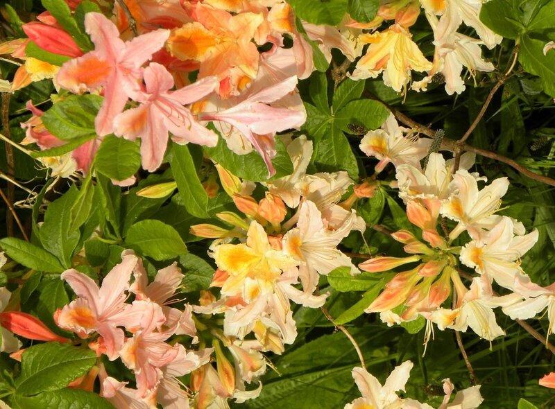 blooming azalea flowers