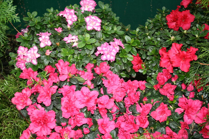 Blooming Azalea Shrubs