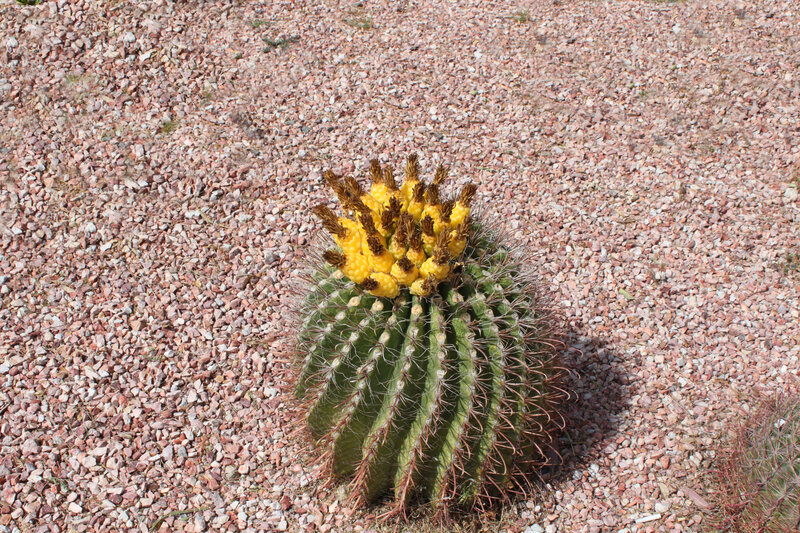 Blooming Barrel Cactus
