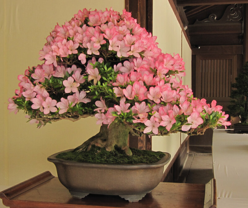 blooming bonsai azalea