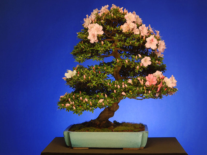 blooming bonsai tree