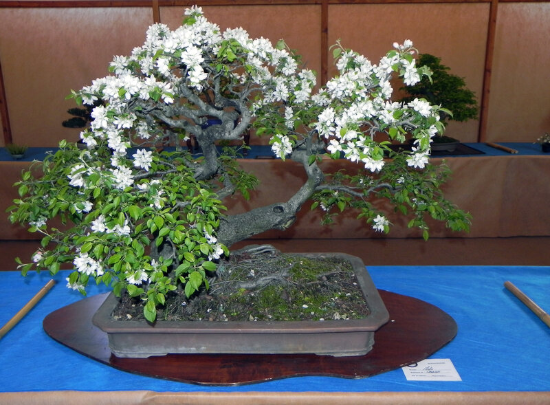 Blooming Bonsai Tree — Green