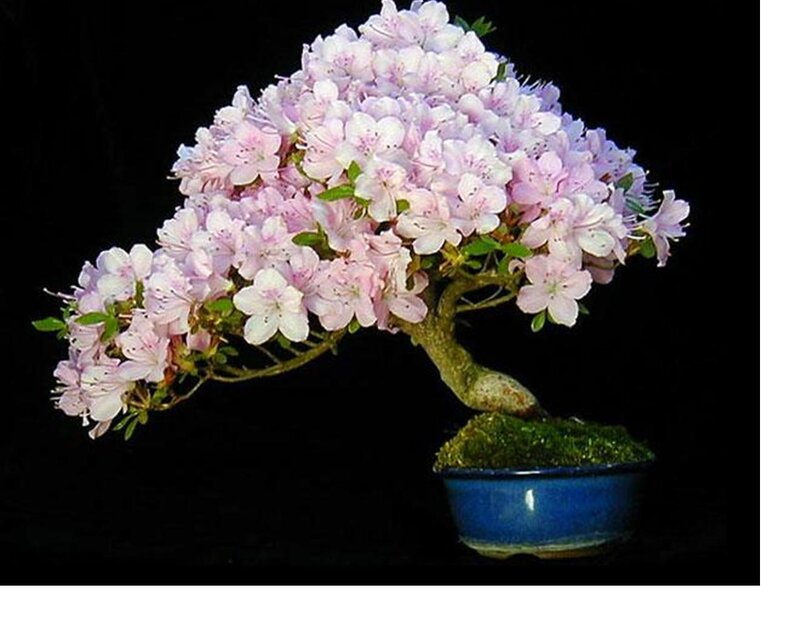 Blooming Bonsai Tree — Pink
