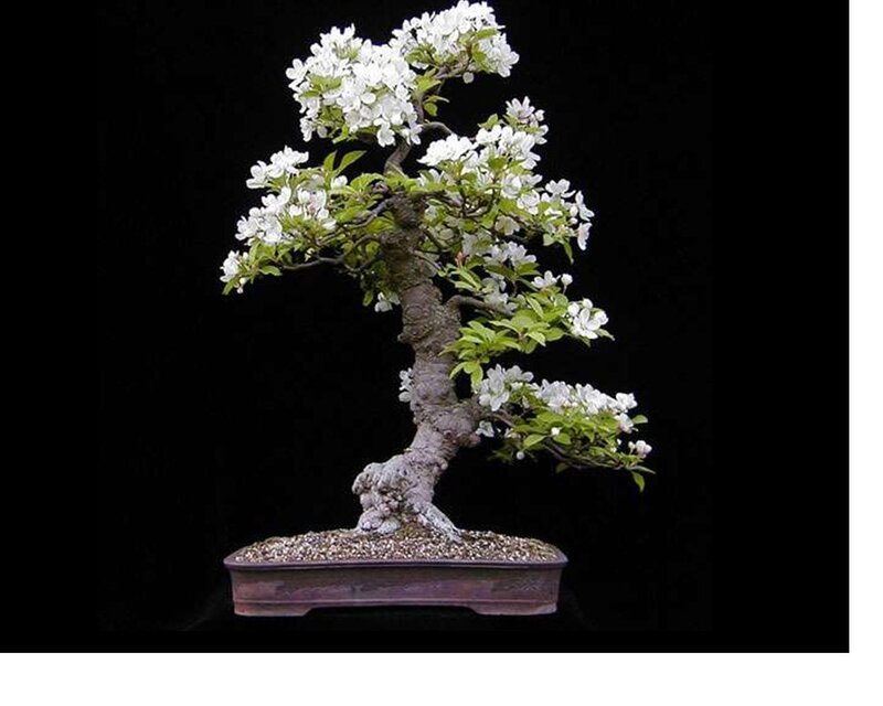 Blooming Bonsai Tree — White