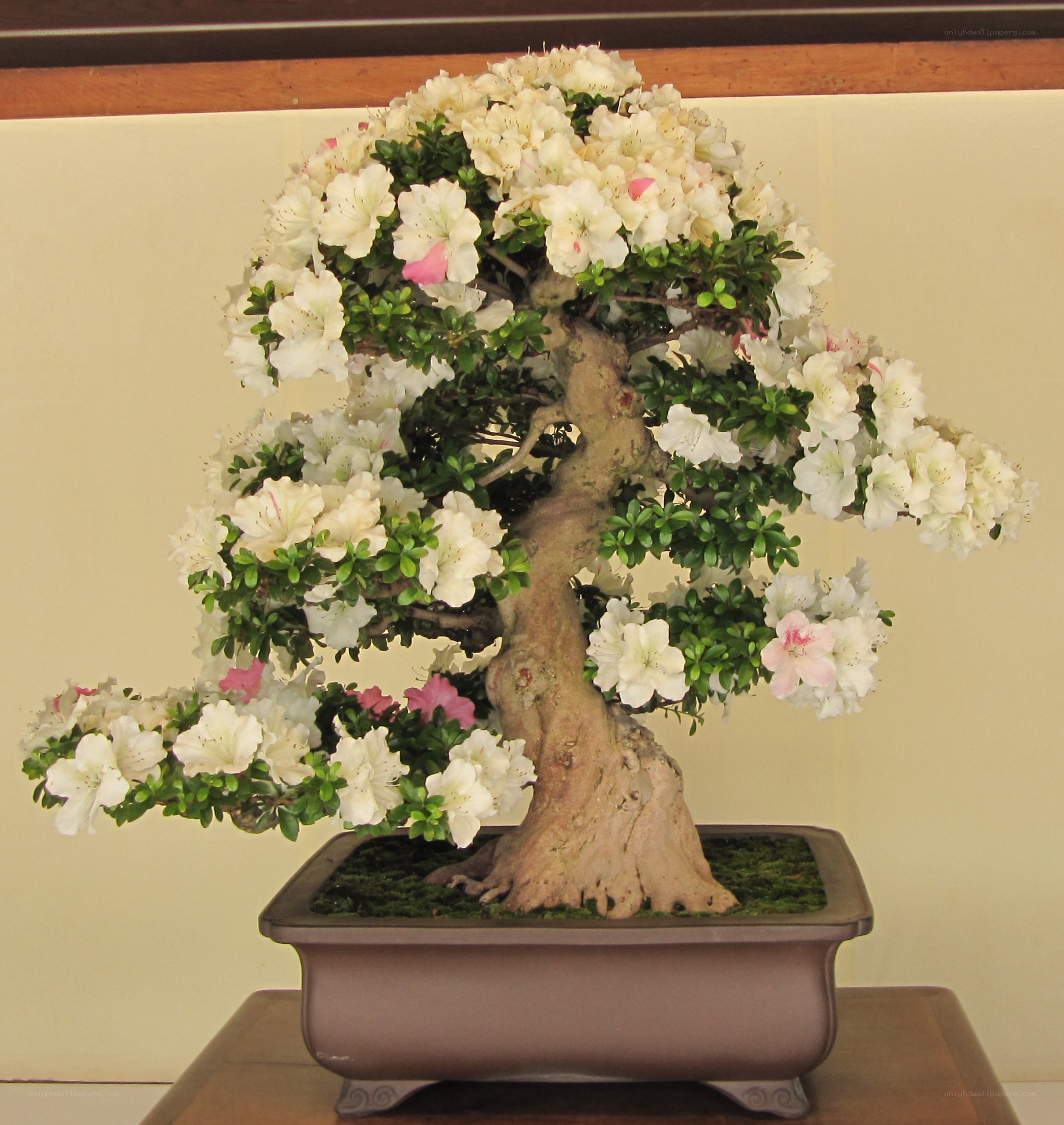 blooming bonsai tree