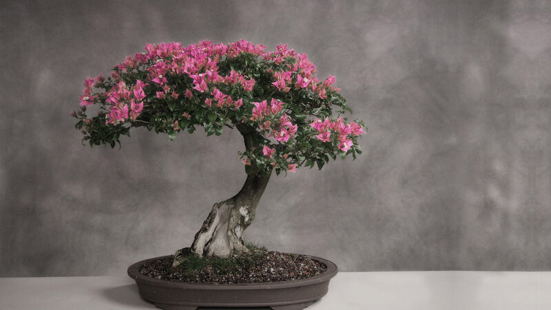 Blooming Bougainvillea Bonsai — Pink