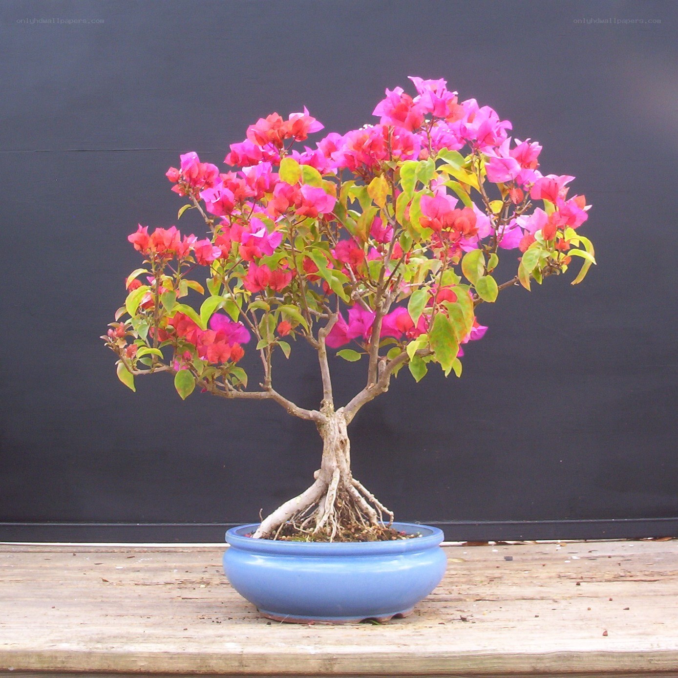 blooming bougainvillea bonsai
