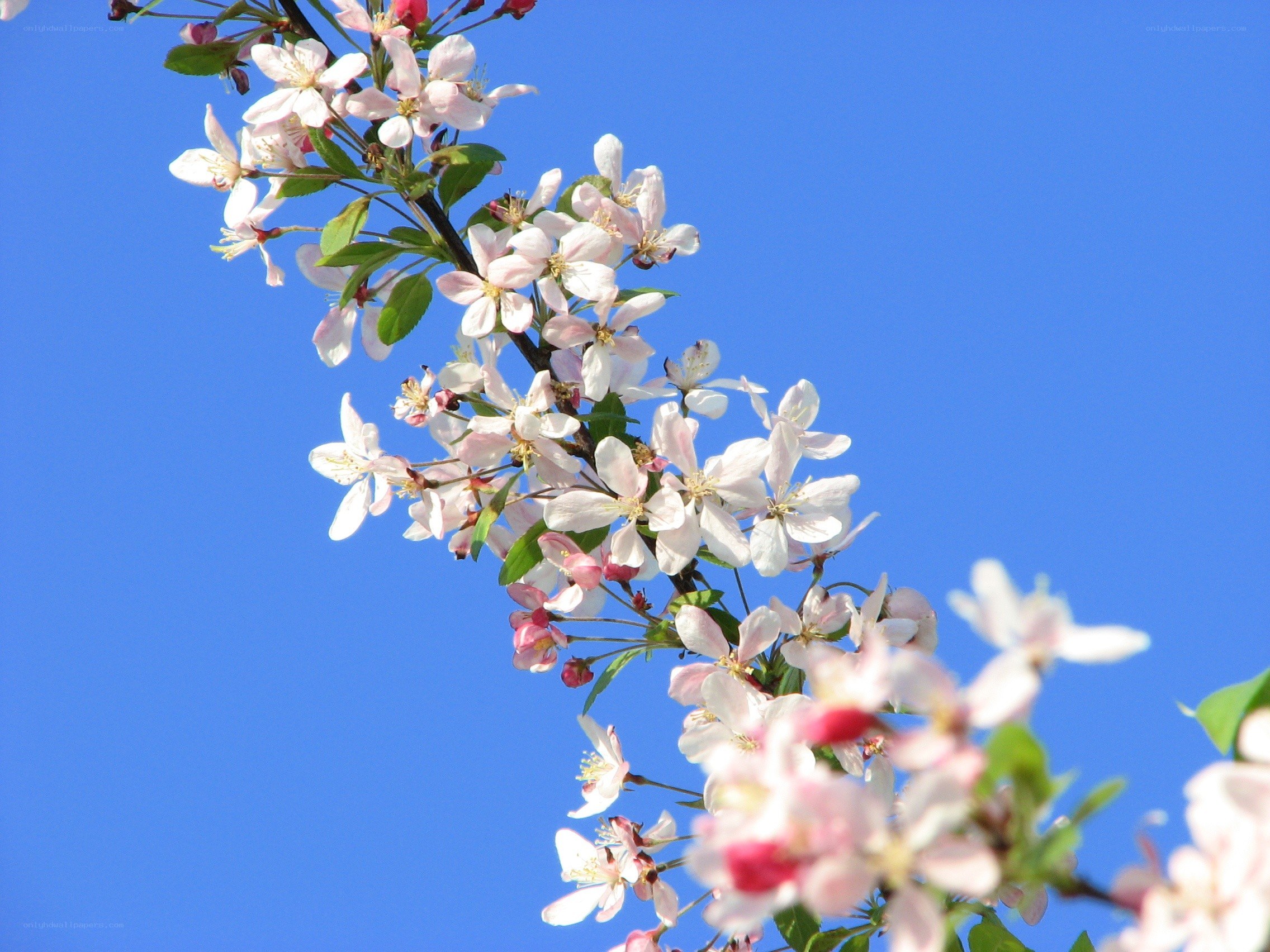 Blooming branch against blue sky